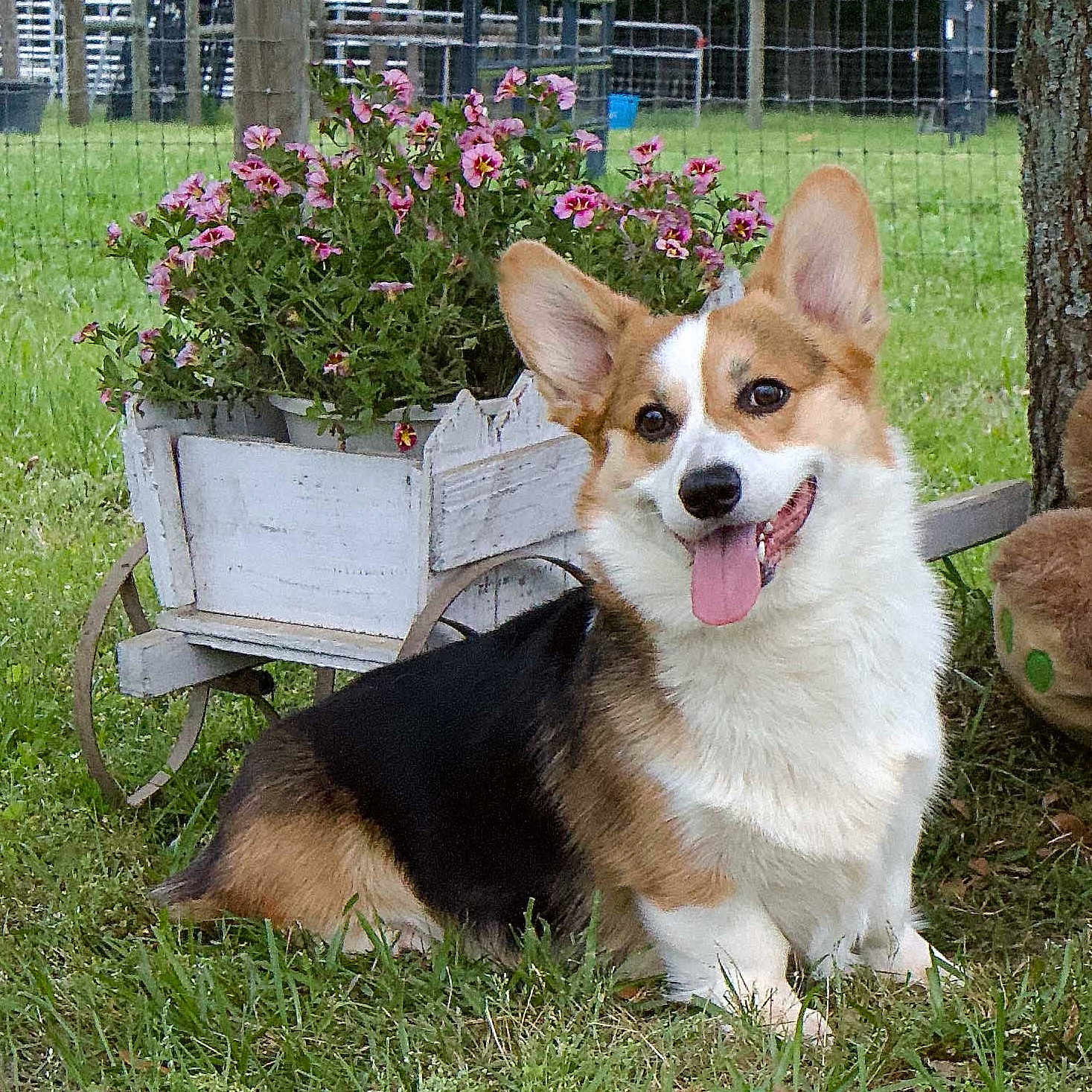 Finn joined the competition — help win amazing prizes! animal, canine, corgi, dog, fence, flowers, garden, grass, greenery, happy, nature, outdoor, pet, pink_flowers, plant, smiling, summer, tongue_out, tree, wooden_cart