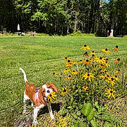 Hunny joined the competition — help win amazing prizes! dog, dogs, spaniel, puppy, pet, animal, outdoor, garden, wildflowers, black_eyed_susans, yellow_flowers, grass, woodland, forest, nature, sunlight, portrait, standing, collar, pink_harness