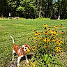 dog, dogs, spaniel, puppy, pet, animal, outdoor, garden, wildflowers, black_eyed_susans, yellow_flowers, grass, woodland, forest, nature, sunlight, portrait, standing, collar, pink_harness