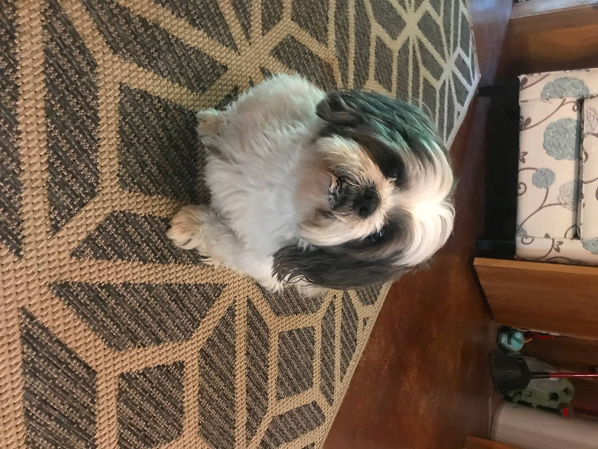 Deuce is registered to the contest to win money with this photo: canidae, carnivore, comfort, companion_dog, dog, dog_breed, dog_supply, fawn, felidae, flooring, grey, hardwood, pet_supply, small_to_medium_sized_cats, snout, sporting_group, tail, toy_dog, whiskers, wood