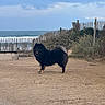Audin a rejoint le concours — aidez-le/la à gagner de superbes lots ! dog, beach, sand, ocean, waves, fence, sky, clouds, outdoor, nature, animal, canine, fluffy, black_dog, grass, shrubbery, coast, landscape, daylight, pet