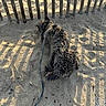 dog, sand, beach, fence, leash, shadow, sunlight, outdoor, animal, pet, resting, curled_up, wood, nature, daytime, texture, quiet, relaxation, ground, sun
