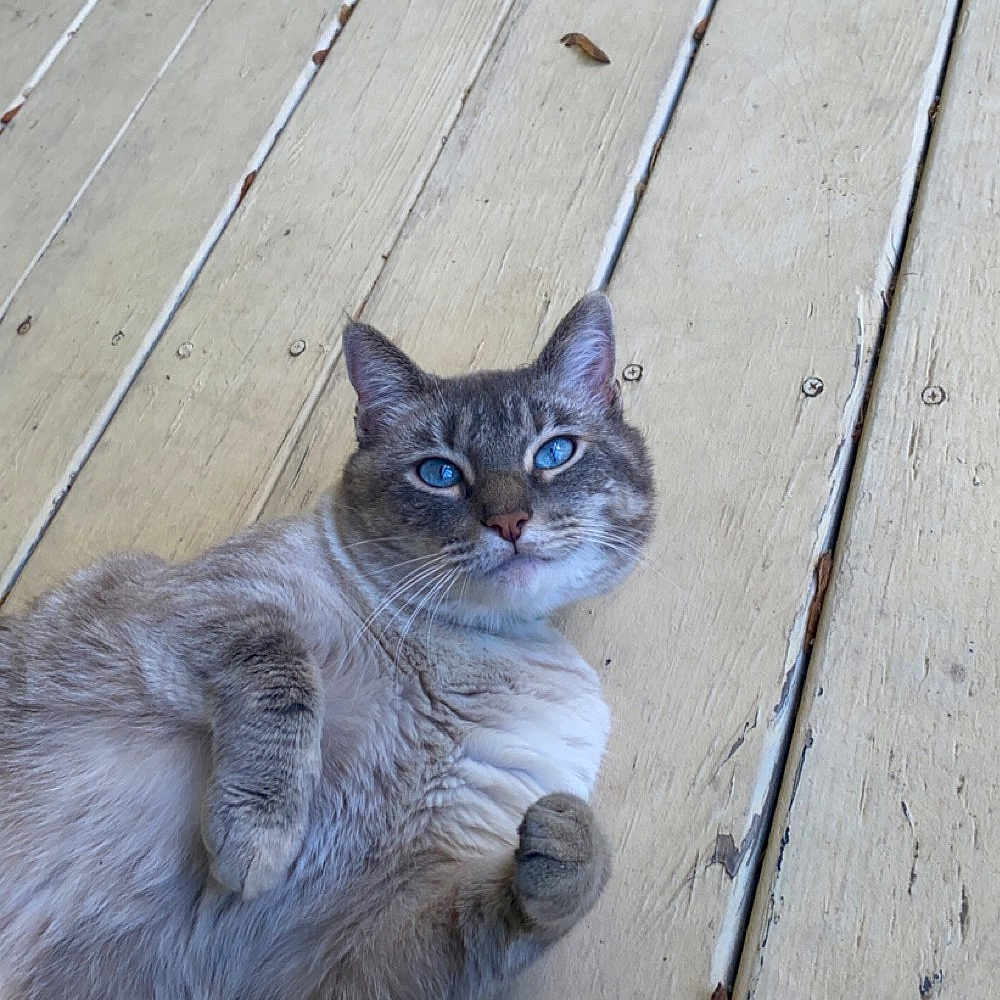 Luna joined the competition — help win amazing prizes! abyssinian, animal, architecture, boardwalk, bridge, building, cat, deck, hardwood, house, housing, kitten, manx, pet, plywood, porch, siamese, slate, water, wood