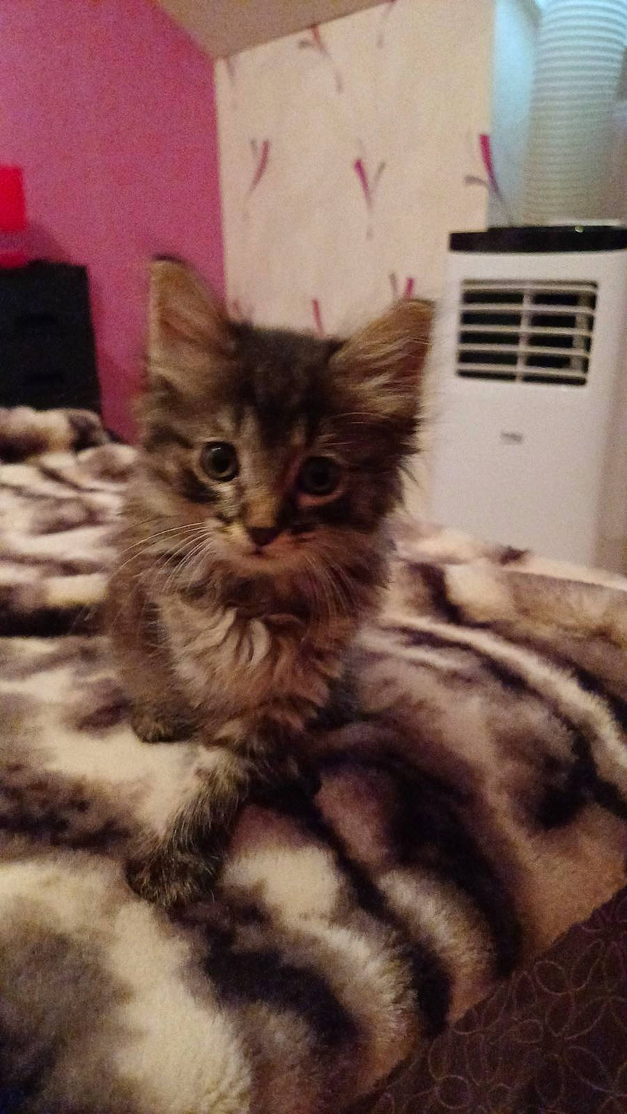 Minnie a rejoint le concours — aidez-le/la à gagner de superbes lots ! box, carnivore, cat, claw, comfort, domestic_short_haired_cat, felidae, flooring, fur, maine_coon, paw, plant, small_to_medium_sized_cats, snout, tail, terrestrial_animal, whiskers