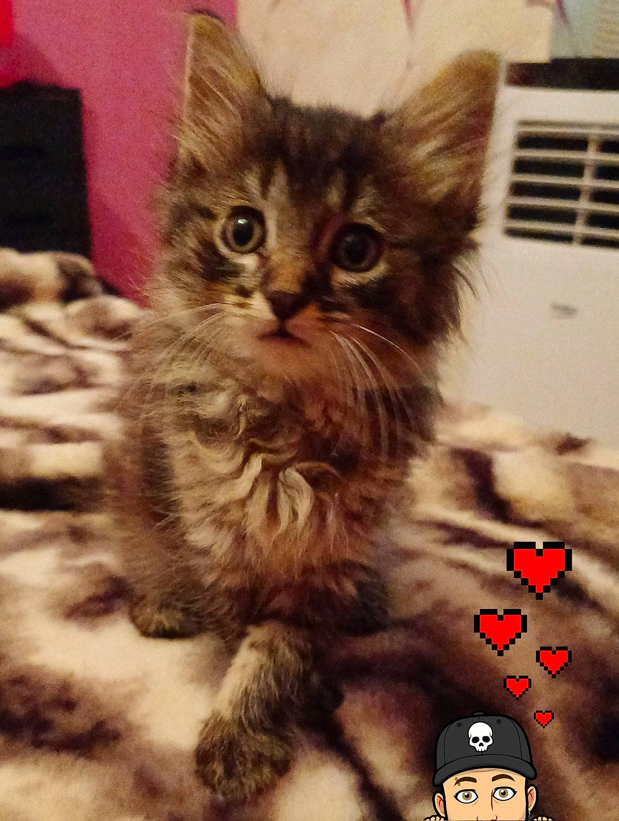 Minnie a rejoint le concours — aidez-le/la à gagner de superbes lots ! box, carnivore, cat, claw, domestic_short_haired_cat, felidae, fur, paw, photo_caption, small_to_medium_sized_cats, snout, whiskers