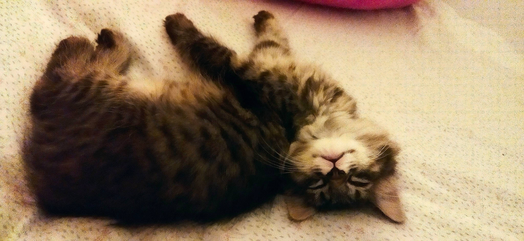 Minnie participe au concours pour gagner de l'argent avec cette photo : carnivore, cat, claw, comfort, domestic_short_haired_cat, felidae, fur, mammal, nap, paw, sleep, small_to_medium_sized_cats, snout, tail, terrestrial_animal, whiskers