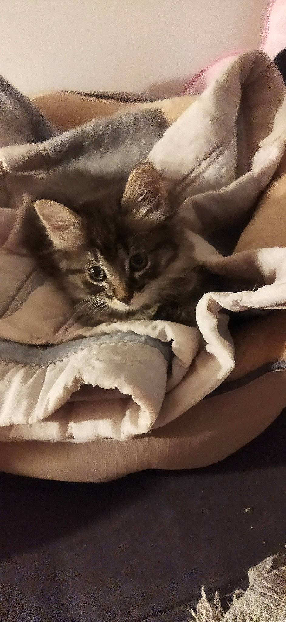 Minnie participe au concours pour gagner de l'argent avec cette photo : bed, carnivore, cat, claw, comfort, darkness, domestic_short_haired_cat, fang, felidae, fur, gesture, human_leg, linens, monochrome, paw, room, sitting, small_to_medium_sized_cats, tail, whiskers