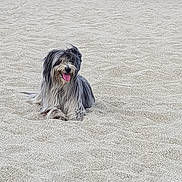 Mina a rejoint le concours — aidez-le/la à gagner de superbes lots ! dog, beach, sand, ocean, water, outdoor, animal, pet, tongue_out, happy, fluffy, gray, white, relaxed, nature, seaside, sunny, daytime, canine, playful