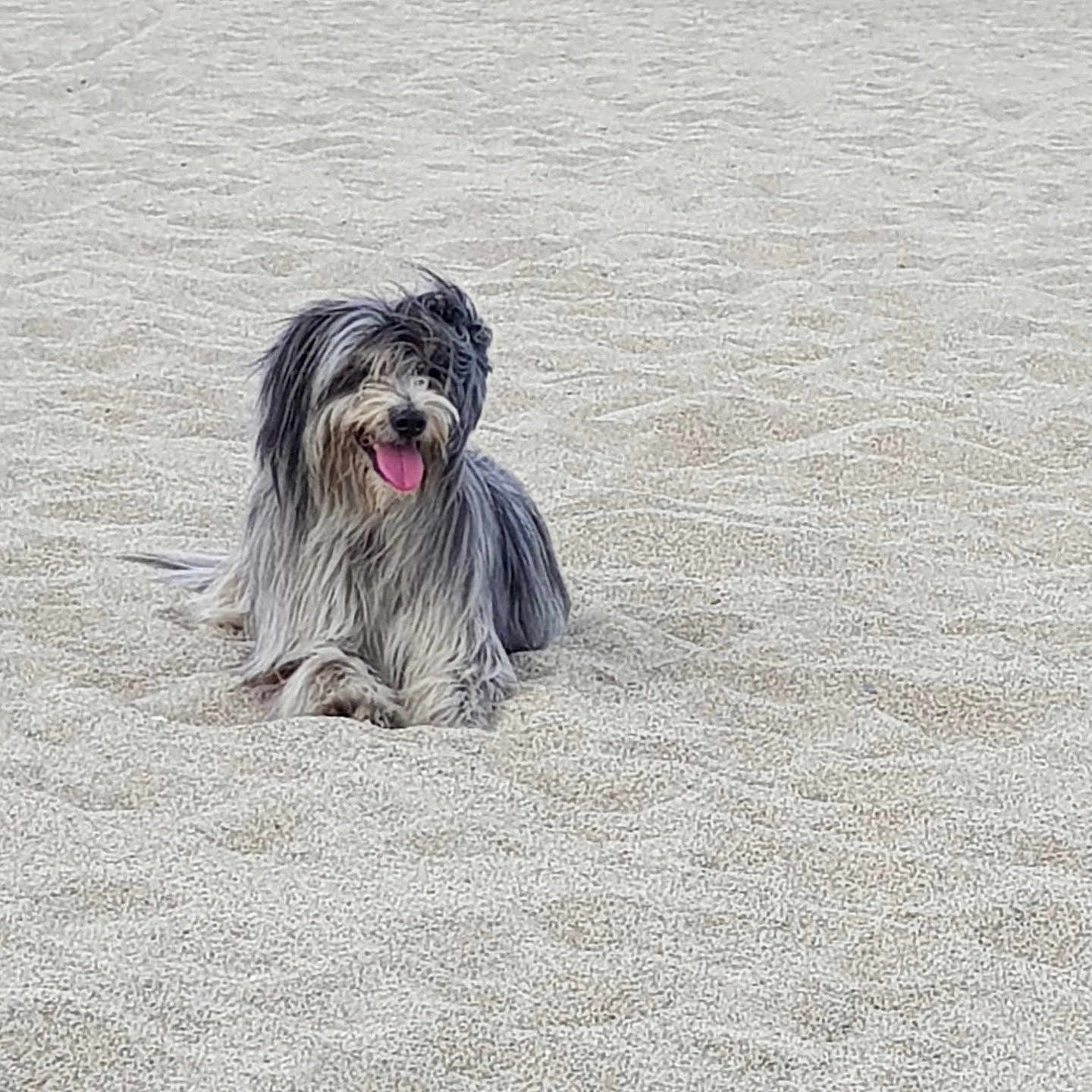 Mina a rejoint le concours — aidez-le/la à gagner de superbes lots ! dog, beach, sand, ocean, water, outdoor, animal, pet, tongue_out, happy, fluffy, gray, white, relaxed, nature, seaside, sunny, daytime, canine, playful