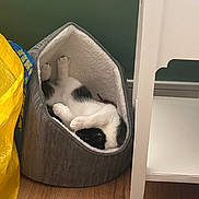 Shoko a rejoint le concours — aidez-le/la à gagner de superbes lots ! cat, black_and_white, pet, sleeping, lounging, upside_down, paws, fur, cozy, pet_bed, gray_bed, indoor, home, wooden_floor, green_wall, white_furniture, yellow_bag, relaxed, cute, funny_pose