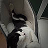 Shoko a rejoint le concours — aidez-le/la à gagner de superbes lots ! cat, black_and_white, sleeping, resting, pet, animal, whiskers, pink_nose, paws, fur, cozy, cat_bed, indoor, home, wood_floor, furniture, relaxed, upside_down, cute, portrait
