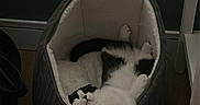Shoko participe au concours pour gagner de l'argent avec cette photo : cat, pet, black_and_white, sleeping, lounging, cozy, pet_bed, indoors, wood_floor, relaxed, paw, fur, animal, portrait, home, furniture, resting, cute, dim_lighting, upside_down