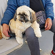 Rouky participe au concours pour gagner de l'argent avec cette photo : bench, blue_jacket, casual_clothing, comfortable, companion, crossbody_bag, dog, floor, fluffy_dog, furry_pet, grey_pants, holding_leash, indoor, lap, person, pet, red_sneakers, relaxed, sitting, small_dog