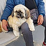 bench, blue_jacket, casual_clothing, comfortable, companion, crossbody_bag, dog, floor, fluffy_dog, furry_pet, grey_pants, holding_leash, indoor, lap, person, pet, red_sneakers, relaxed, sitting, small_dog