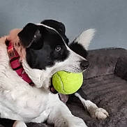 Saban joined the competition — help win amazing prizes! dog, tennis_ball, pet, animal, black_and_white, collar, indoor, bed, playful, canine, fur, resting, mouth, paw, tail, alert, toy, domestic_animal, comfort, waiting
