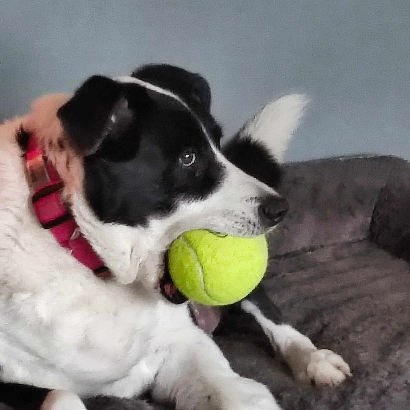 Saban joined the competition — help win amazing prizes! alert, animal, bed, black_and_white, canine, collar, comfort, dog, domestic_animal, fur, indoor, mouth, paw, pet, playful, resting, tail, tennis_ball, toy, waiting