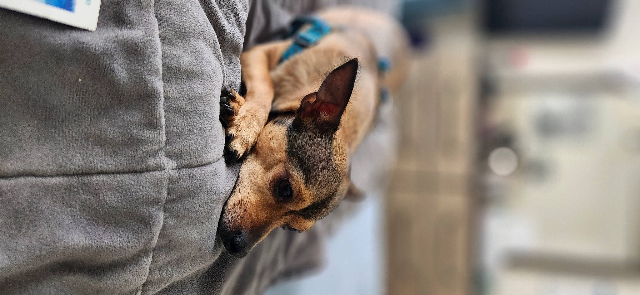 Chico is registered to the contest to win money with this photo: canidae, carnivore, comfort, companion_dog, dog, dog_breed, dog_supply, ear, fawn, fur, non_sporting_group, paw, sporting_group, terrestrial_animal, toy_dog, whiskers, working_animal, working_dog