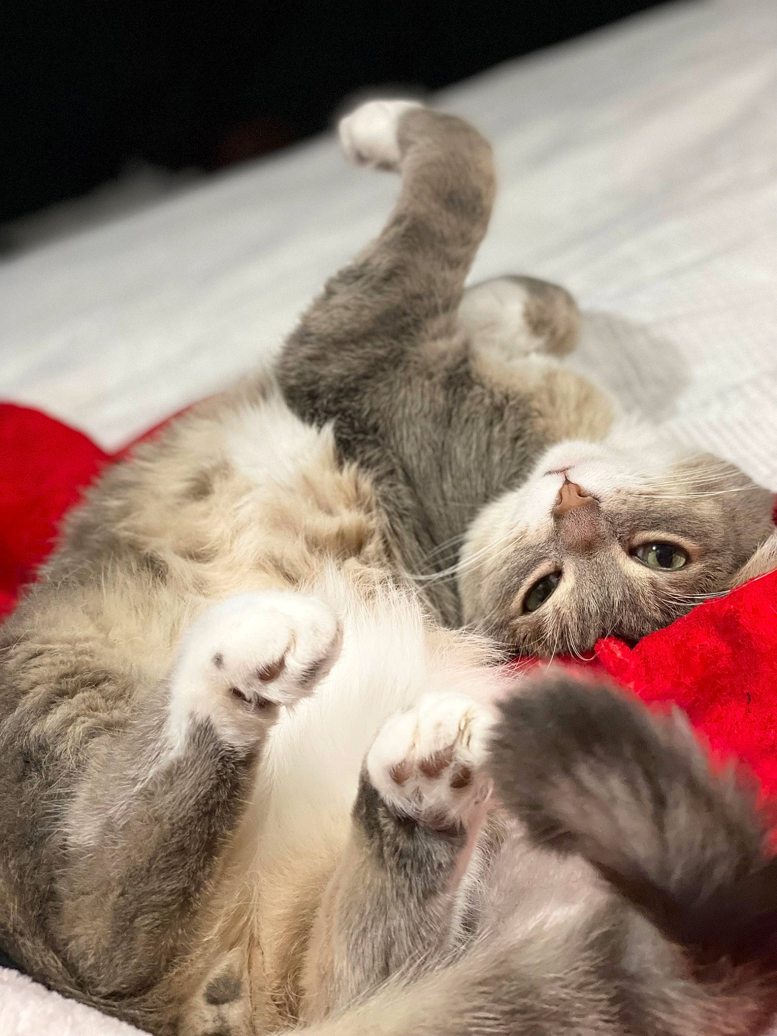 Tigg joined the competition — help win amazing prizes! carnivore, cat, claw, comfort, domestic_short_haired_cat, felidae, fur, grey, nap, paw, sleep, small_to_medium_sized_cats, snout, tail, terrestrial_animal, whiskers