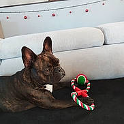 Thaya participe au concours pour gagner de l'argent avec cette photo : dog, french_bulldog, toy, rope_toy, ball, couch, blanket, indoor, pet, brindle, animal, christmas_decor, ornaments, string_lights, furniture, relaxing, laying_down, paw, ears, snout