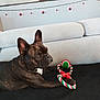 dog, french_bulldog, toy, rope_toy, ball, couch, blanket, indoor, pet, brindle, animal, christmas_decor, ornaments, string_lights, furniture, relaxing, laying_down, paw, ears, snout
