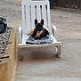 Thaya a rejoint le concours — aidez-le/la à gagner de superbes lots ! dog, french_bulldog, chair, plastic_chair, towel, hat, outdoor, concrete, garden, pet, relaxed, animal, backyard, sunlight, daytime, resting, leisure, domestic_animal, fence, trash_bins