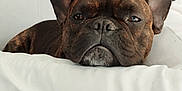 Thaya a rejoint le concours — aidez-le/la à gagner de superbes lots ! dog, french_bulldog, resting, indoor, cushion, white, ears, face, pet, animal, cozy, sofa, brown, fur, closeup, portrait, cute, relaxed, sleepy, house