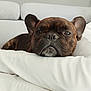 dog, french_bulldog, resting, indoor, cushion, white, ears, face, pet, animal, cozy, sofa, brown, fur, closeup, portrait, cute, relaxed, sleepy, house