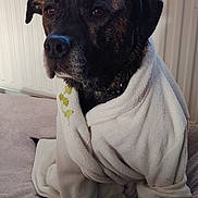 Marcus a rejoint le concours — aidez-le/la à gagner de superbes lots ! dog, pet, robe, white_robe, indoor, cozy, fur, canine, portrait, sitting, black_dog, brown_dog, blanket, home, comfort, animal, wrapped, relaxed, furniture, warm