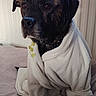 dog, pet, robe, white_robe, indoor, cozy, fur, canine, portrait, sitting, black_dog, brown_dog, blanket, home, comfort, animal, wrapped, relaxed, furniture, warm