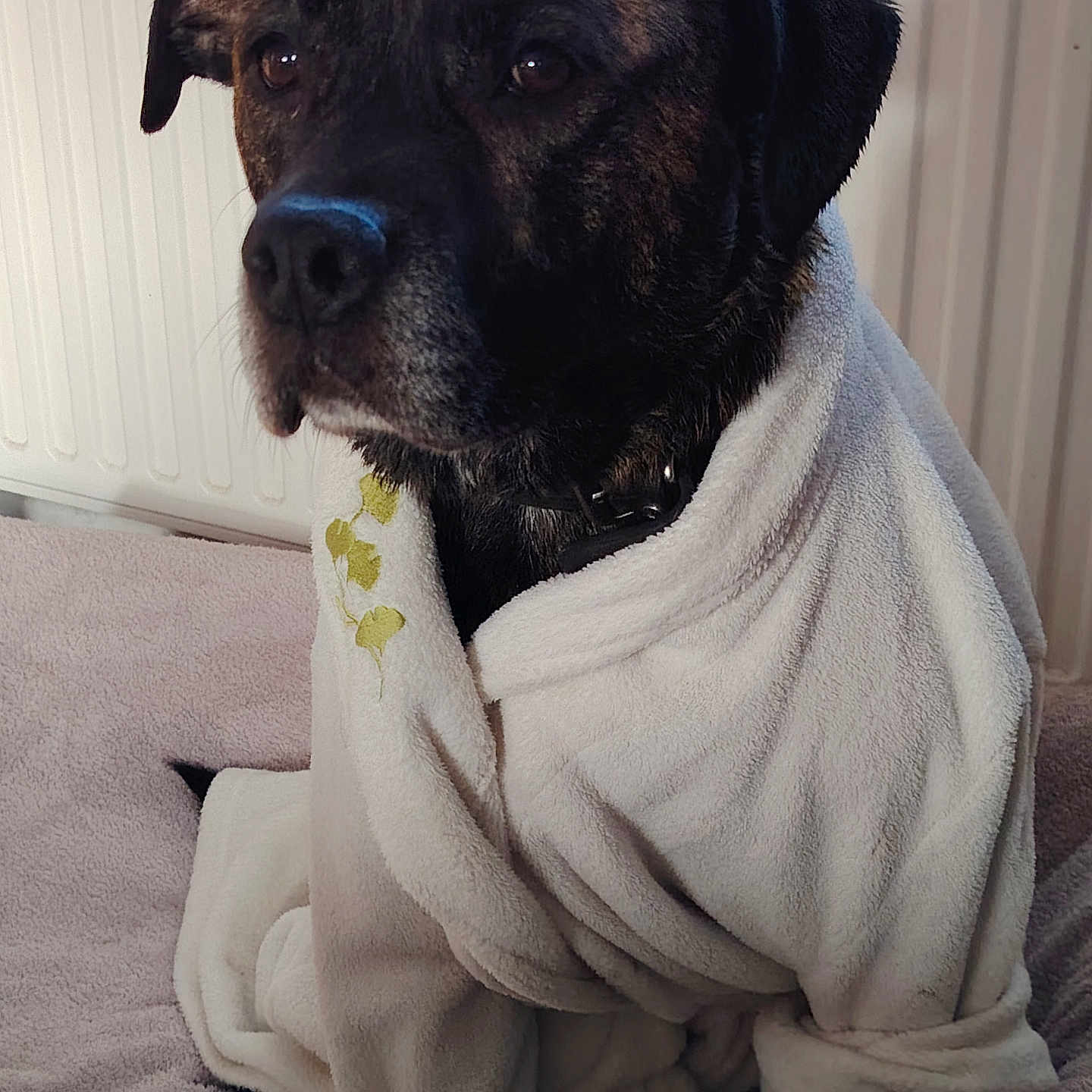 Marcus a rejoint le concours — aidez-le/la à gagner de superbes lots ! dog, pet, robe, white_robe, indoor, cozy, fur, canine, portrait, sitting, black_dog, brown_dog, blanket, home, comfort, animal, wrapped, relaxed, furniture, warm