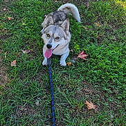 Teddy joined the competition — help win amazing prizes! dog, canine, grass, leash, tongue_out, panting, curb, sidewalk, concrete, utility_box, leaves, outdoor, sunlight, happy, sitting, portrait, close_up, pet, lawn, walk