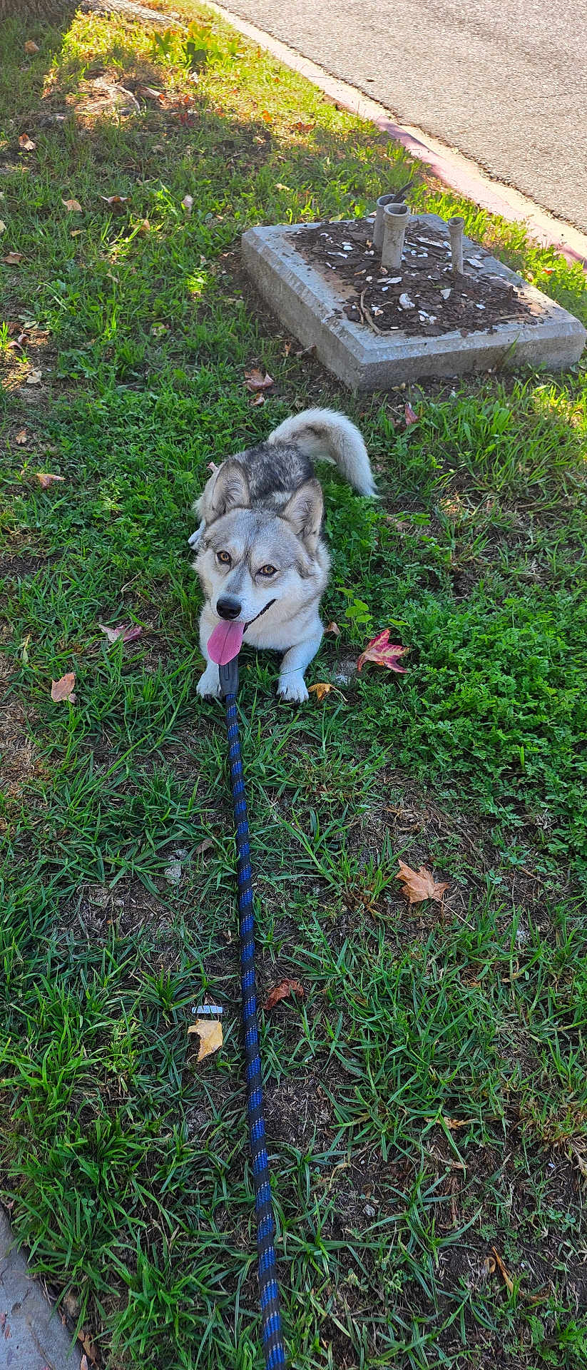 Teddy joined the competition — help win amazing prizes! dog, canine, grass, leash, tongue_out, panting, curb, sidewalk, concrete, utility_box, leaves, outdoor, sunlight, happy, sitting, portrait, close_up, pet, lawn, walk