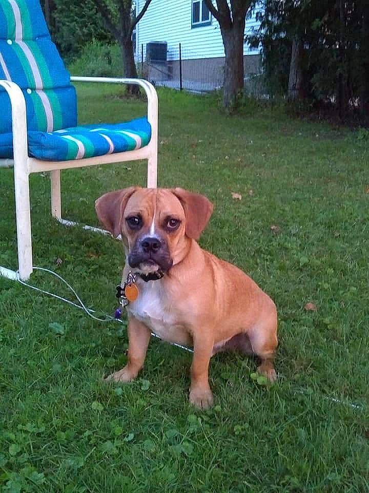 Beast is registered to the contest to win money with this photo: black_mouth_cur, boerboel, boxer, canidae, carnivore, companion_dog, dog, dog_breed, fawn, grass, mammal, perro_de_presa_mallorquin, puggle, rare_breed_dog, snout, sporting_group, tosa, vertebrate, working_dog
