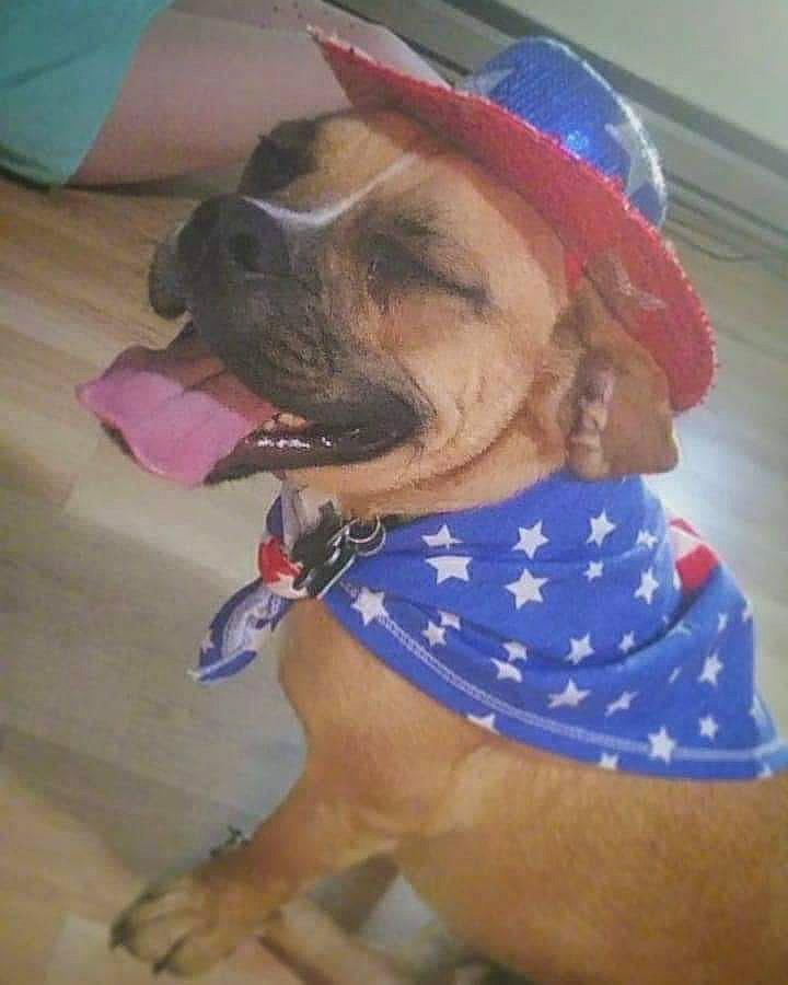 Beast is registered to the contest to win money with this photo: boerboel, boxer, bullmastiff, canidae, carnivore, companion_dog, dog, dog_breed, dog_clothes, fawn, non_sporting_group, puggle, snout