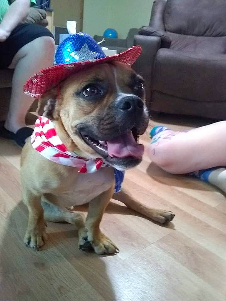 Beast is registered to the contest to win money with this photo: american_pit_bull_terrier, canidae, carnivore, companion_dog, dog, dog_breed, dog_clothes, fawn, mammal, non_sporting_group, paw, perro_de_presa_mallorquin, pit_bull, pug, puggle, puppy_love, snout, sporting_group, staffordshire_bull_terrier