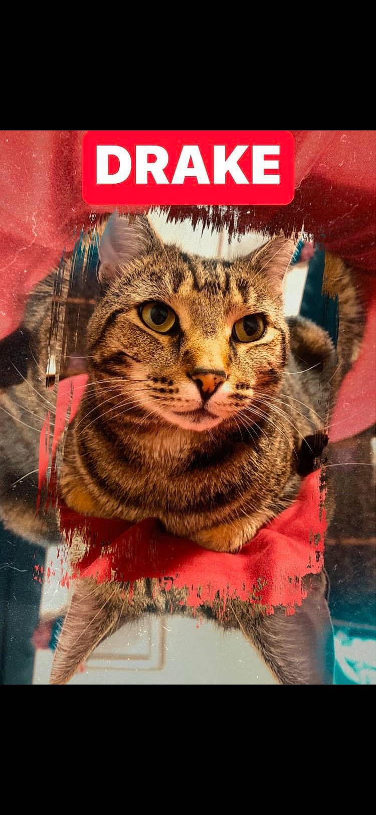 Drake Drako is registered to the contest to win money with this photo: art, big_cats, carnivore, cat, domestic_short_haired_cat, felidae, font, fur, pattern, photo_caption, rectangle, small_to_medium_sized_cats, snout, terrestrial_animal, visual_arts, whiskers, wildlife