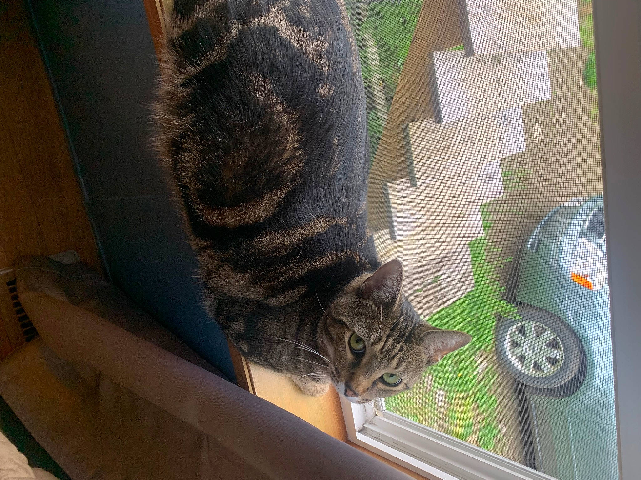 Drake Drako joined the competition — help win amazing prizes! automotive_tire, carnivore, cat, domestic_short_haired_cat, felidae, fur, grass, grey, plant, small_to_medium_sized_cats, snout, tail, tire, tree, vehicle, wheel, whiskers, wildlife, window, wood