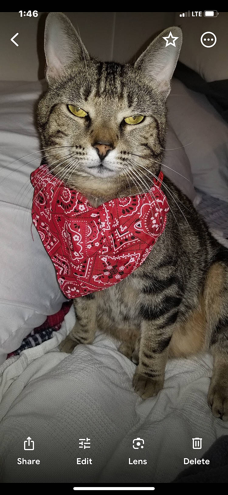 Drake Drako is registered to the contest to win money with this photo: carnivore, cat, cat_supply, cat_toy, collar, domestic_short_haired_cat, fawn, felidae, fur, grey, pattern, paw, sitting, small_to_medium_sized_cats, snout, tail, terrestrial_animal, whiskers