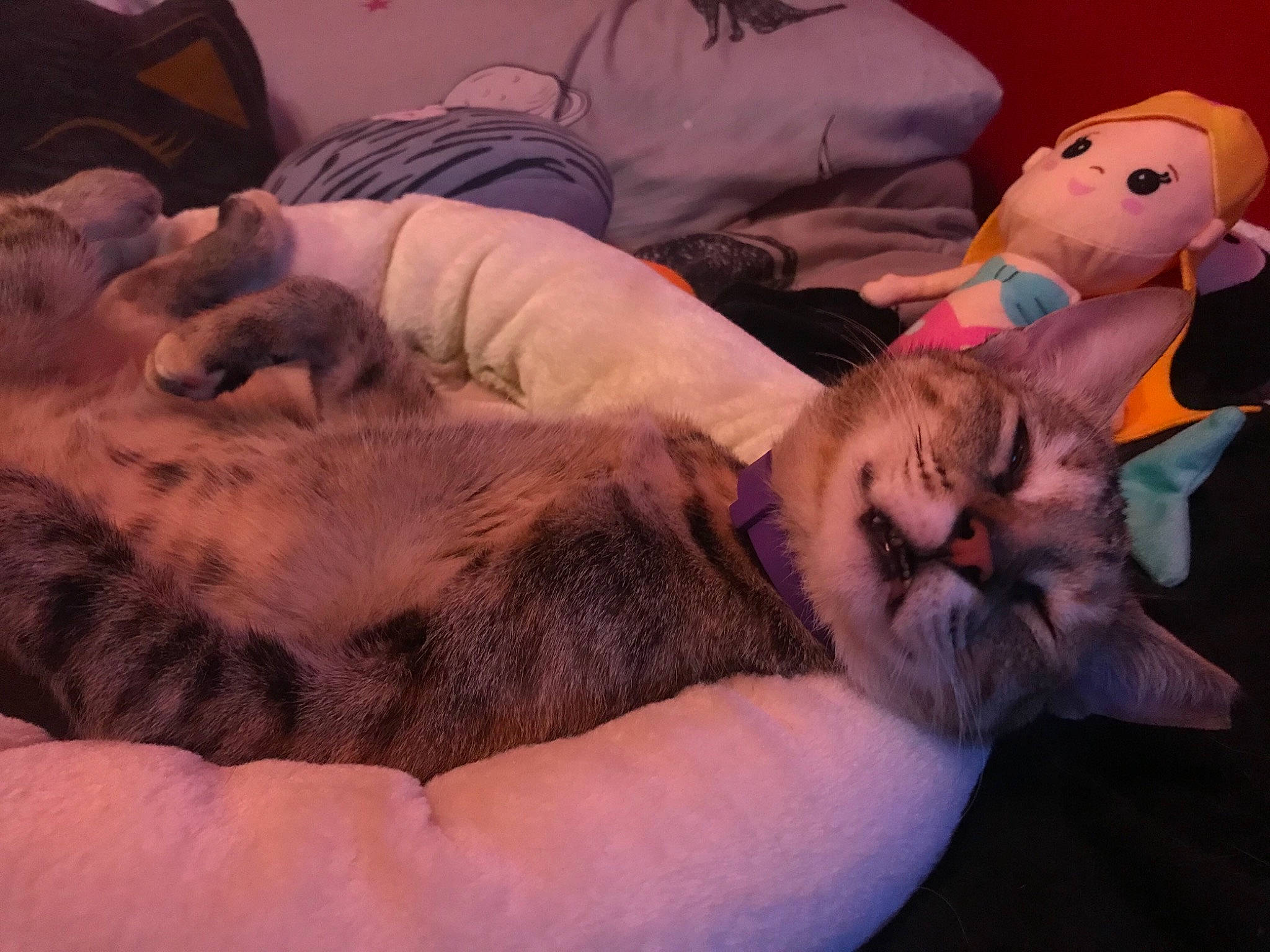 Savannah is registered to the contest to win money with this photo: bed, carnivore, cat, cloud, comfort, companion_dog, couch, dog_breed, domestic_short_haired_cat, ear, fawn, felidae, fur, lap, linens, small_to_medium_sized_cats, snout, tail, vertebrate, whiskers