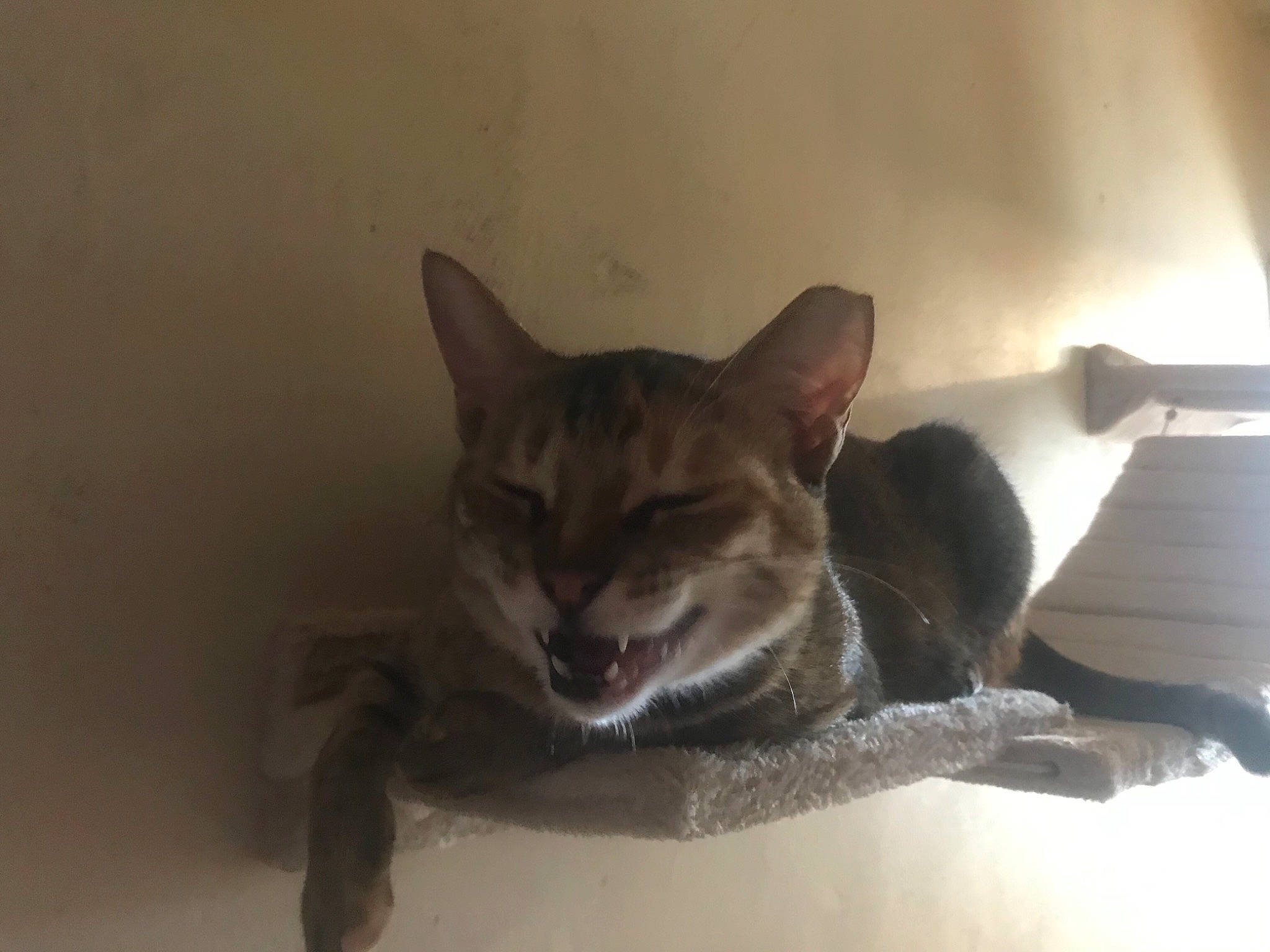 Savannah joined the competition — help win amazing prizes! canidae, carnivore, cat, domestic_short_haired_cat, felidae, fur, small_to_medium_sized_cats, tail, terrestrial_animal, whiskers