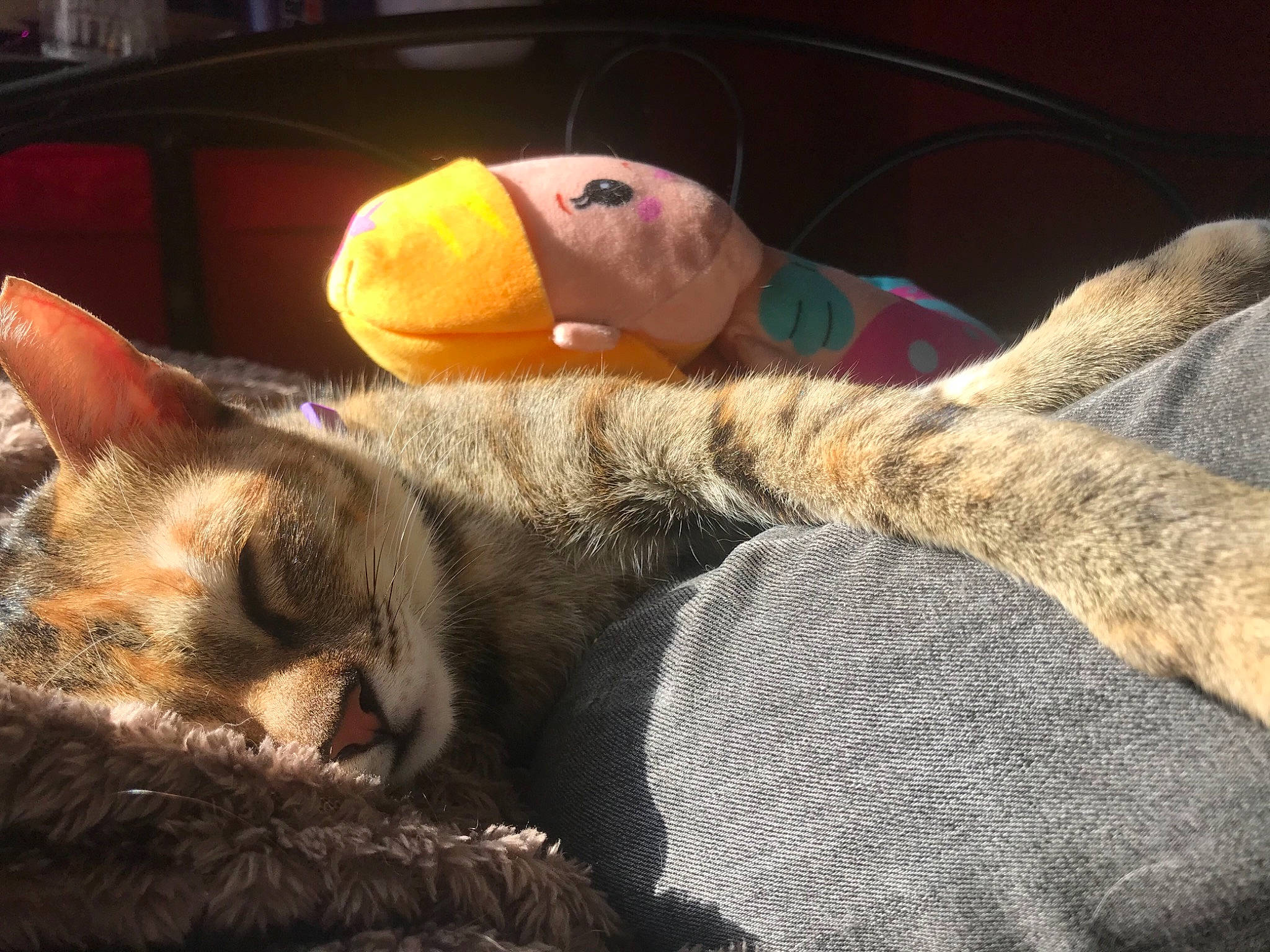 Savannah is registered to the contest to win money with this photo: _geese_and_swans, art, beak, carnivore, cat, claw, comfort, domestic_short_haired_cat, ducks, felidae, fur, linens, mammal, paw, small_to_medium_sized_cats, tail, toy, tree, vertebrate, whiskers