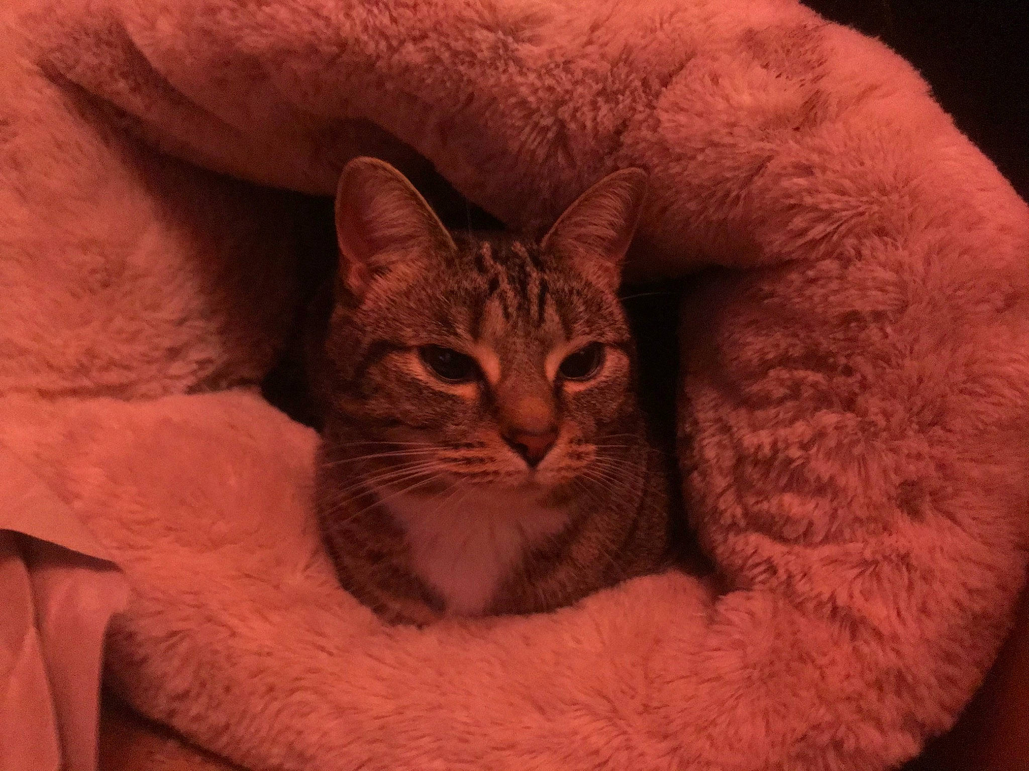 Button is registered to the contest to win money with this photo: asian, australian_mist, burmilla, california_spangled, carnivore, cat, chausie, close_up, domestic_short_haired_cat, european_shorthair, eye, felidae, fur, mammal, ojos_azules, small_to_medium_sized_cats, snout, tabby_cat, vertebrate, whiskers