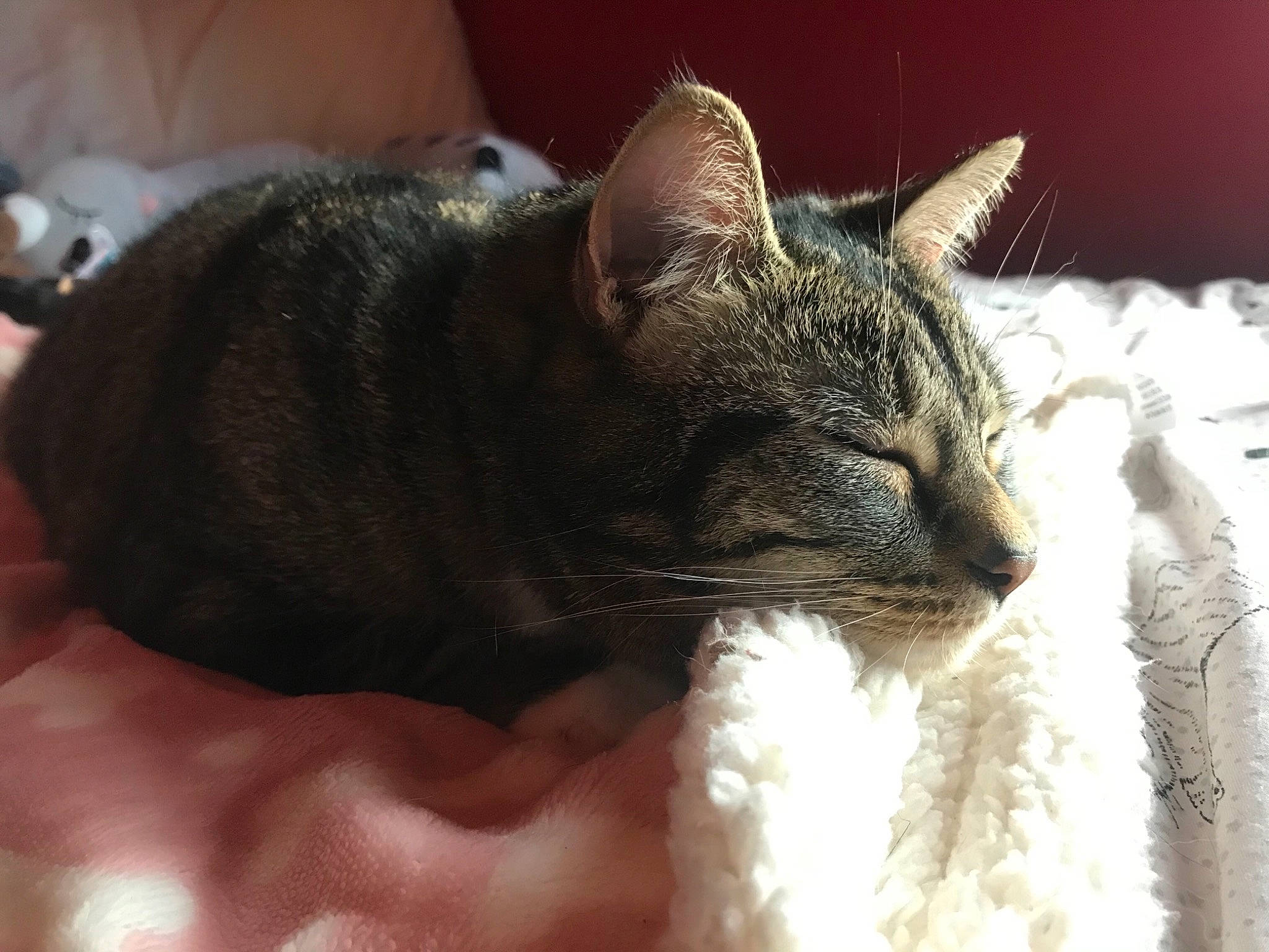 Button is registered to the contest to win money with this photo: carnivore, cat, claw, comfort, domestic_short_haired_cat, ear, felidae, fur, linens, nail, paw, sleep, small_to_medium_sized_cats, snout, terrestrial_animal, whiskers