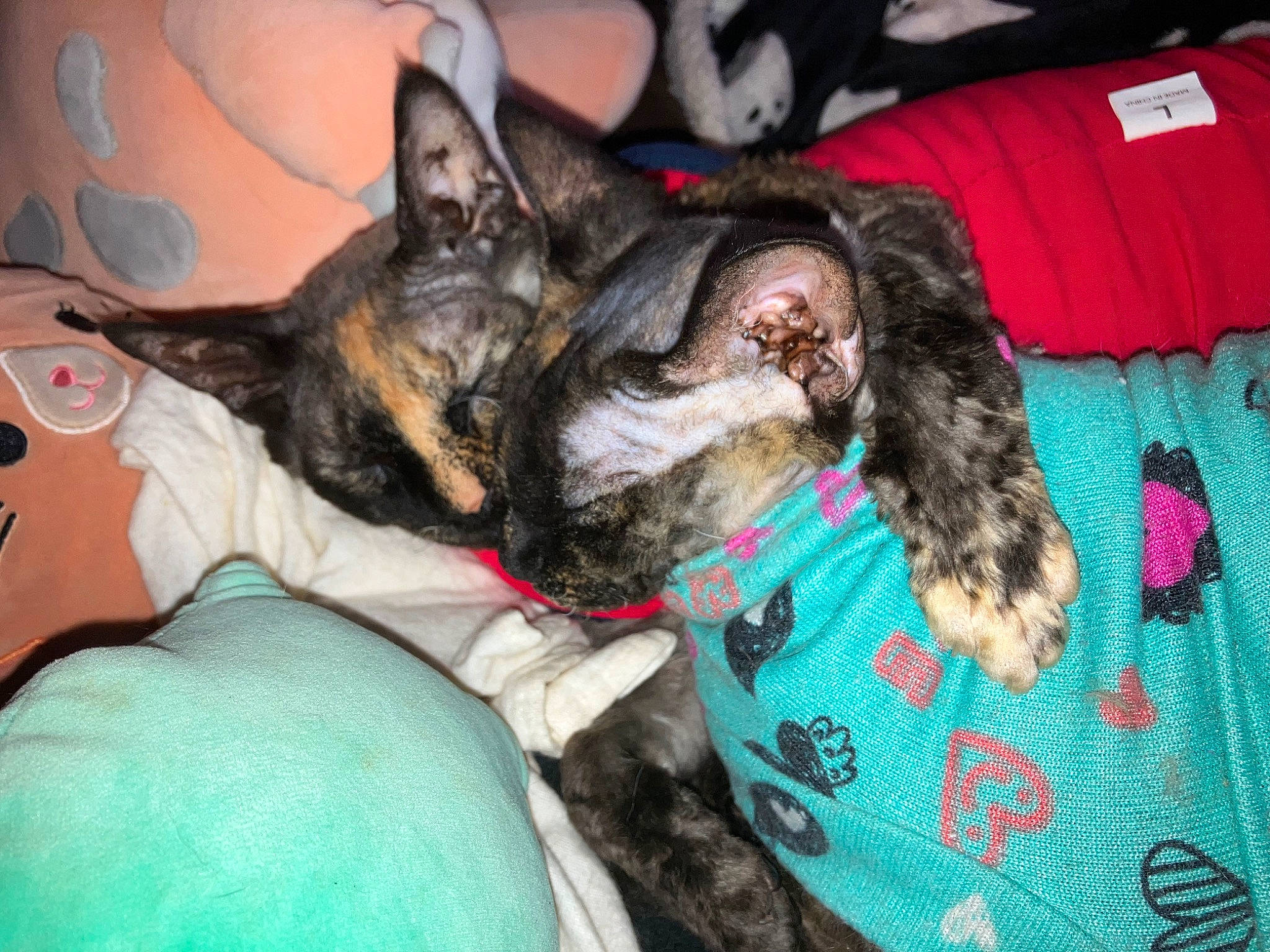 Tina Teacup And Sahara joined the competition — help win amazing prizes! canidae, carnivore, comfort, companion_dog, couch, dog, dog_breed, ear, fawn, felidae, fur, guard_dog, mammal, nap, paw, small_to_medium_sized_cats, snout, sporting_group, toy_dog, whiskers