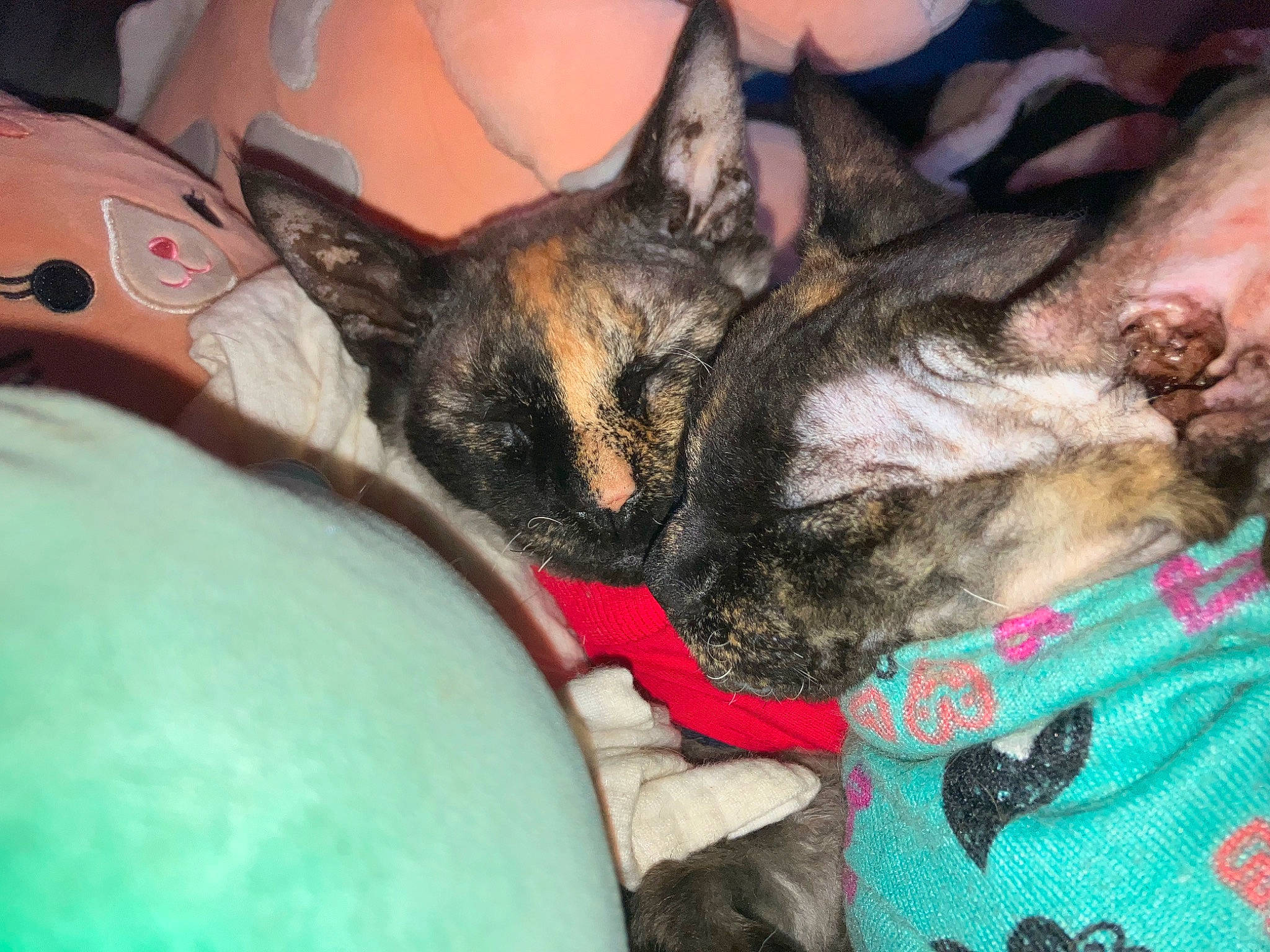 Tina Teacup And Sahara is registered to the contest to win money with this photo: canidae, carnivore, cat, comfort, companion_dog, couch, dog_breed, domestic_short_haired_cat, fawn, felidae, fur, human_leg, lap, paw, small_to_medium_sized_cats, snout, sporting_group, tail, thigh, whiskers