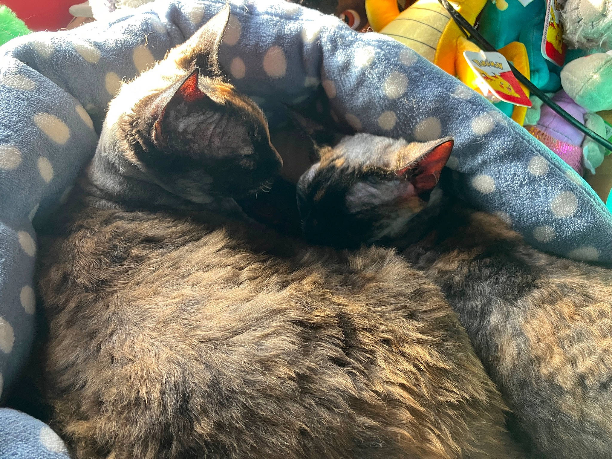 Tina Teacup And Sahara joined the competition — help win amazing prizes! carnivore, cat, claw, comfort, companion_dog, dog_breed, domestic_short_haired_cat, felidae, fish, fur, human_leg, nap, paw, sleep, small_to_medium_sized_cats, snout, sporting_group, tail, whiskers