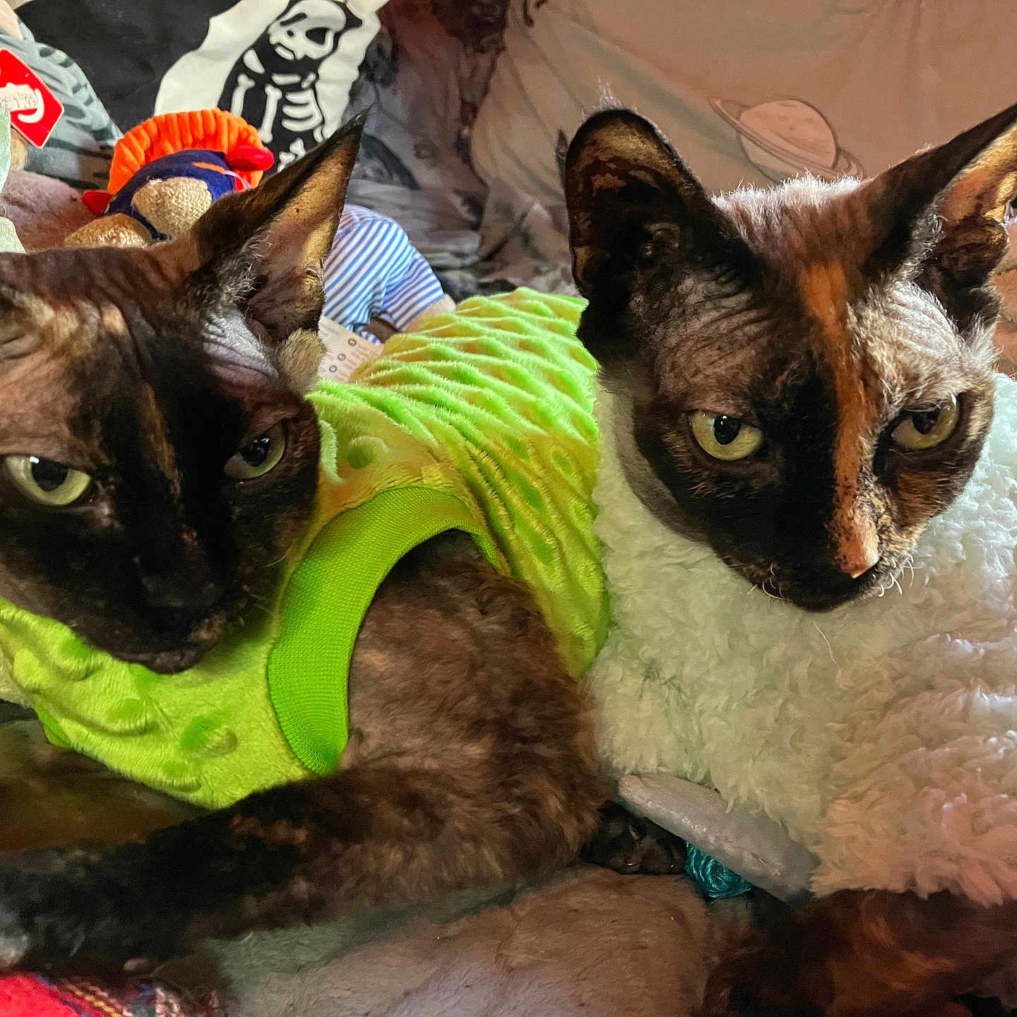 Tina Teacup And Sahara