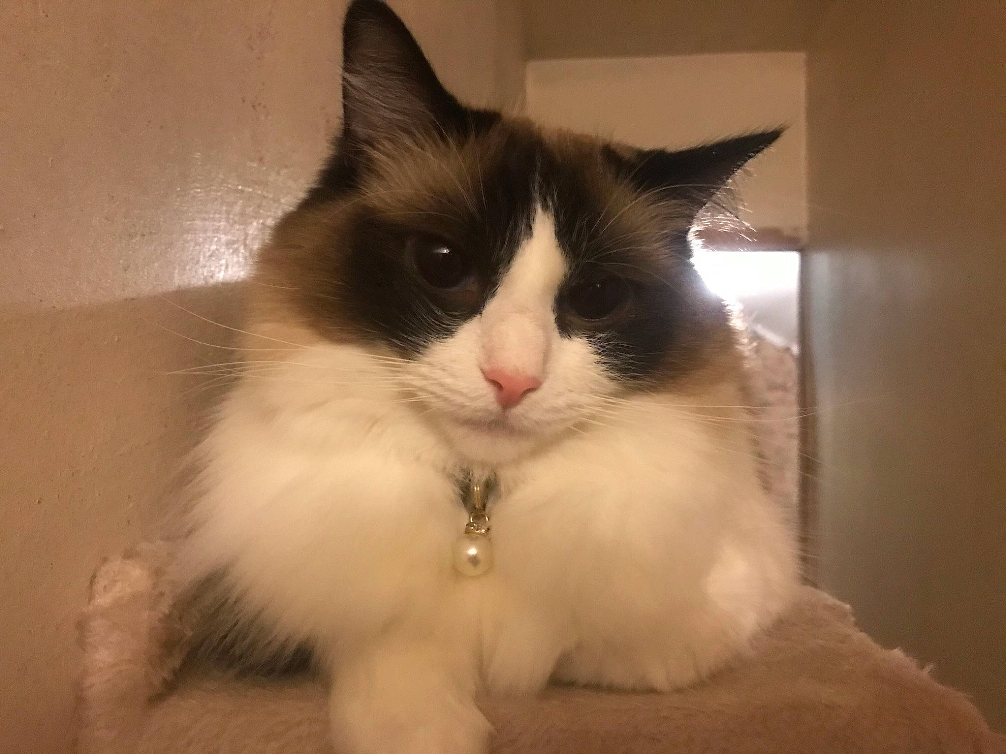 Misty is registered to the contest to win money with this photo: box, british_longhair, carnivore, cat, claw, comfort, eye, felidae, foot, fur, hair, head, paw, sitting, small_to_medium_sized_cats, snout, tail, terrestrial_animal, whiskers