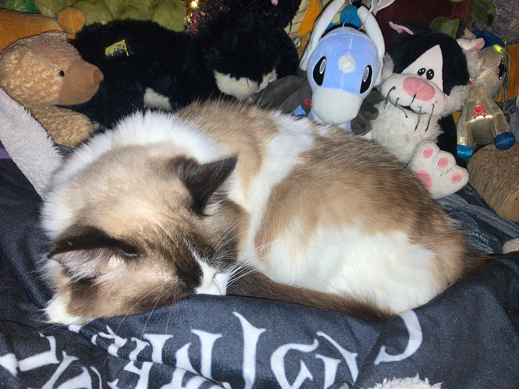 Misty is registered to the contest to win money with this photo: balinese, carnivore, cat, comfort, companion_dog, dog_breed, domestic_short_haired_cat, fawn, felidae, fur, nap, siamese, small_to_medium_sized_cats, snout, stuffed_toy, tail, thai, tonkinese, toy, whiskers