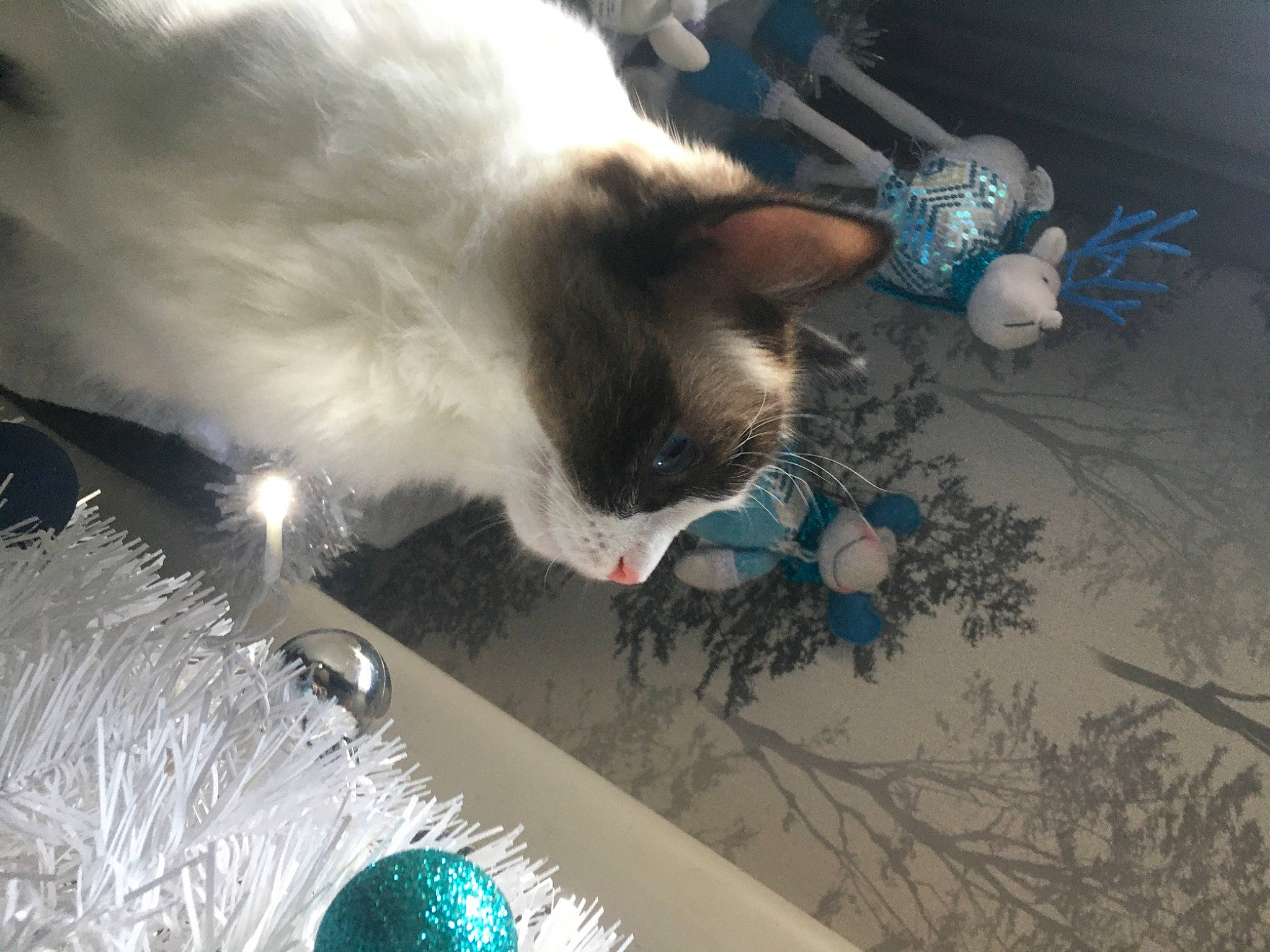 Misty joined the competition — help win amazing prizes! birman, carnivore, cat, domestic_short_haired_cat, electric_blue, event, felidae, flooring, fur, holiday, paw, small_to_medium_sized_cats, tail, thai, whiskers